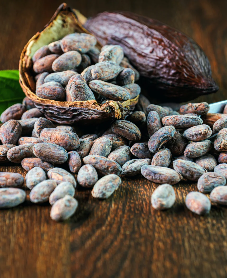 Fèves de cacao fermentées de Guinée forestière