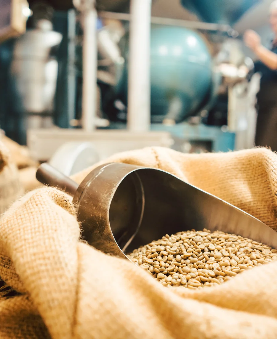 Café vert de Guinée prêt à l'exportation