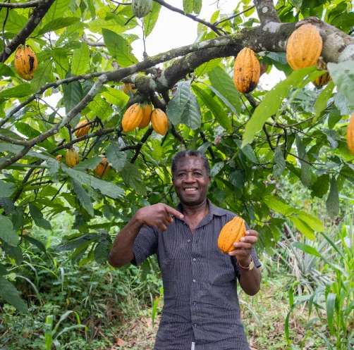 Plantation de café en Guinée